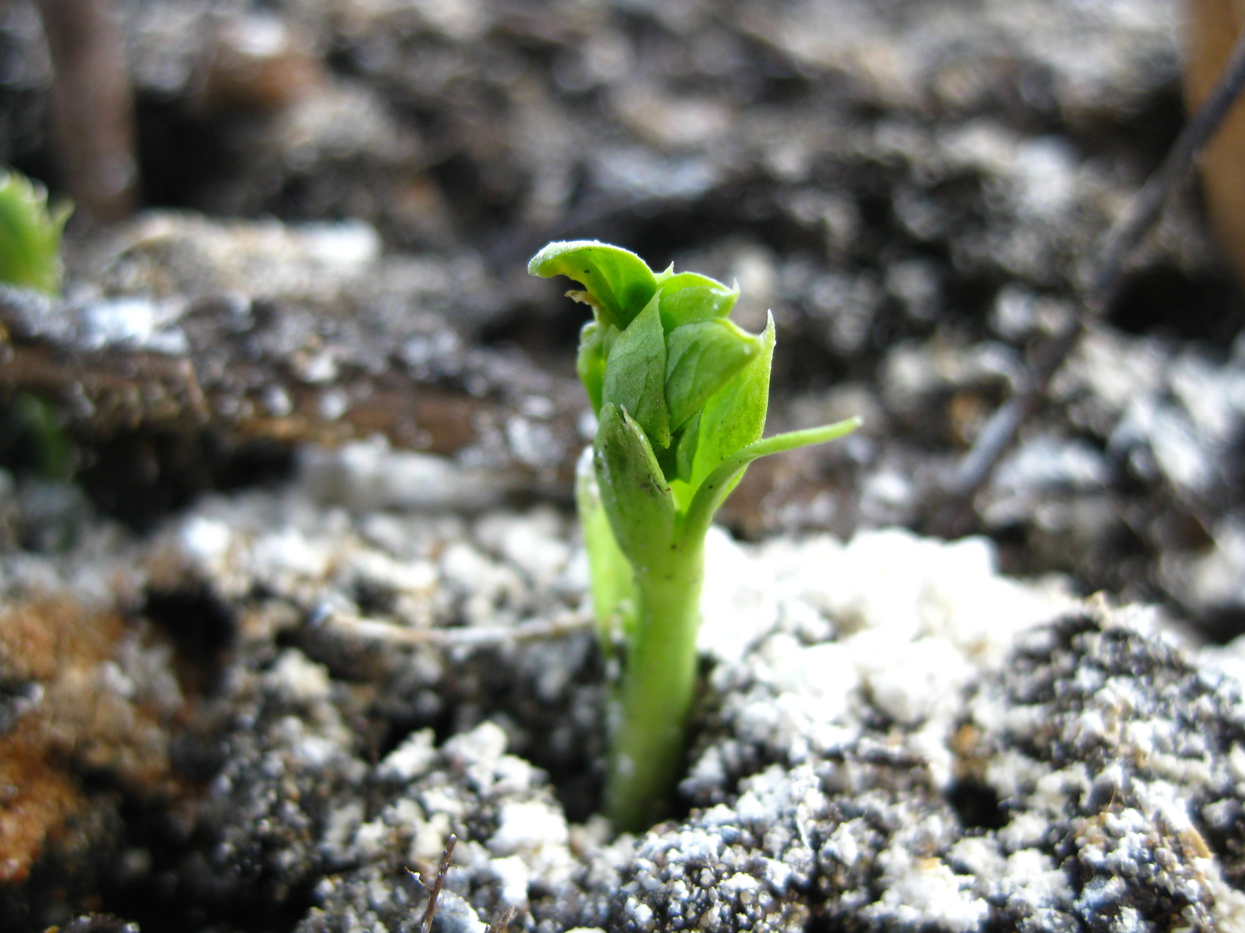 Seedling coming up in frosty soil.