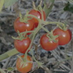 Class 8A: Dry Farming